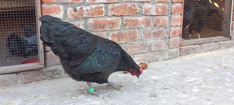 Black Australorp Heritag Fresh Fertile Eggs 6