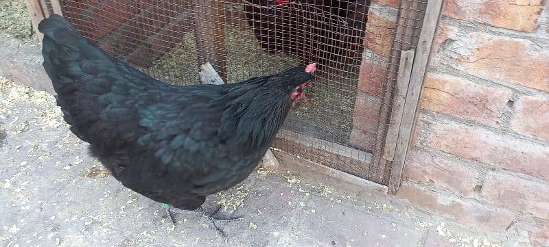 Black Australorp Heritag Fresh Fertile Eggs 8