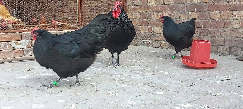 Black Australorp Heritag Fresh Fertile Eggs 9