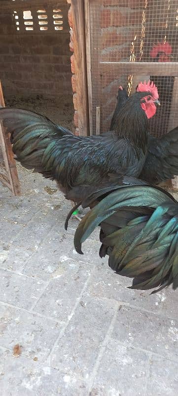 Black Australorp Heritag Fresh Fertile Eggs 10