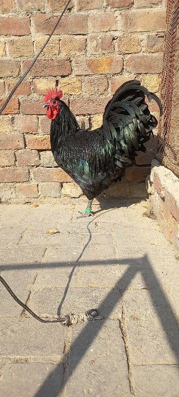 Black Australorp Heritag Fresh Fertile Eggs 12