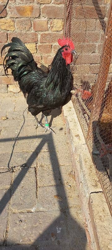 Black Australorp Heritag Fresh Fertile Eggs 13