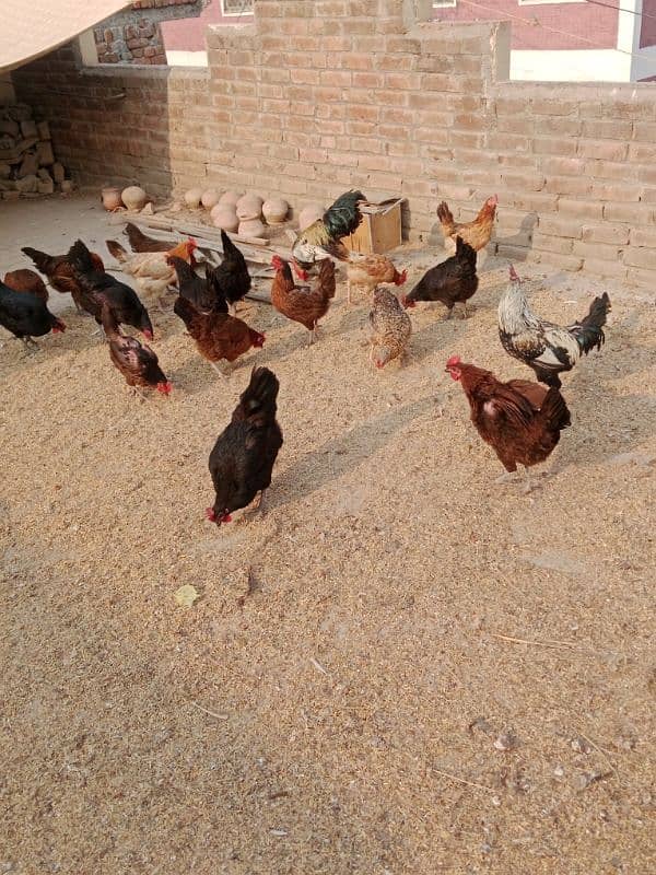 Ghar ki desi murgia for sale sb eggs dy rahi hn healthy and active 1