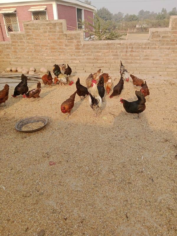 Ghar ki desi murgia for sale sb eggs dy rahi hn healthy and active 2