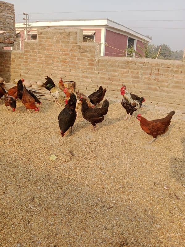 Ghar ki desi murgia for sale sb eggs dy rahi hn healthy and active 3