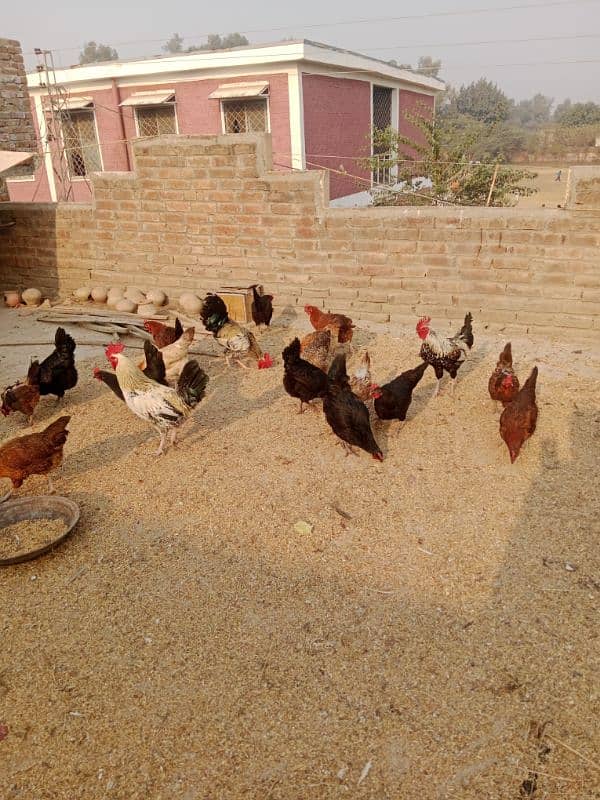 Ghar ki desi murgia for sale sb eggs dy rahi hn healthy and active 4