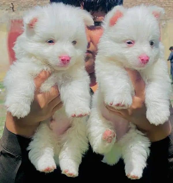 Russian pink nose zero size pair long hair for sale 0