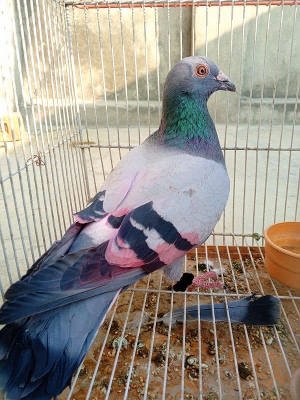 Ferozpuri pigeon 0