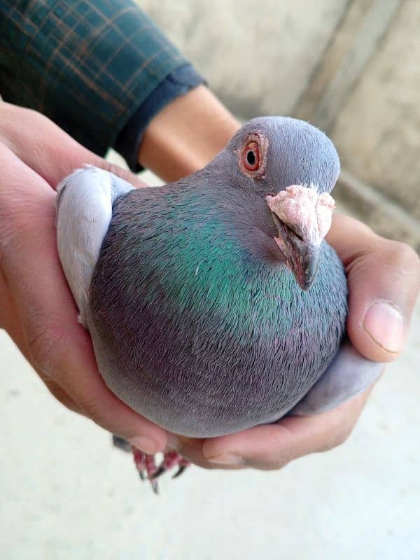 Ferozpuri pigeon 1