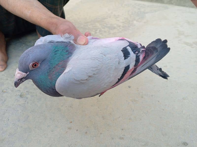 Ferozpuri pigeon 2