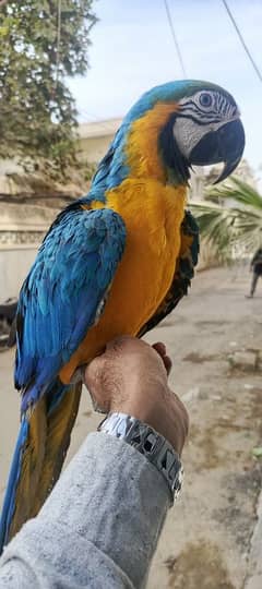 MACAW Blue n Gold TAME & talking  pair available