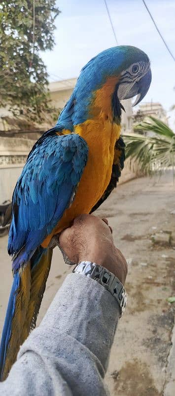 MACAW Blue n Gold TAME & talking  pair available 3