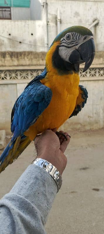 MACAW Blue n Gold TAME & talking  pair available 4