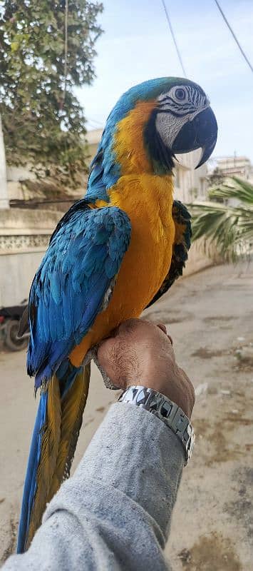 MACAW Blue n Gold TAME & talking  pair available 5