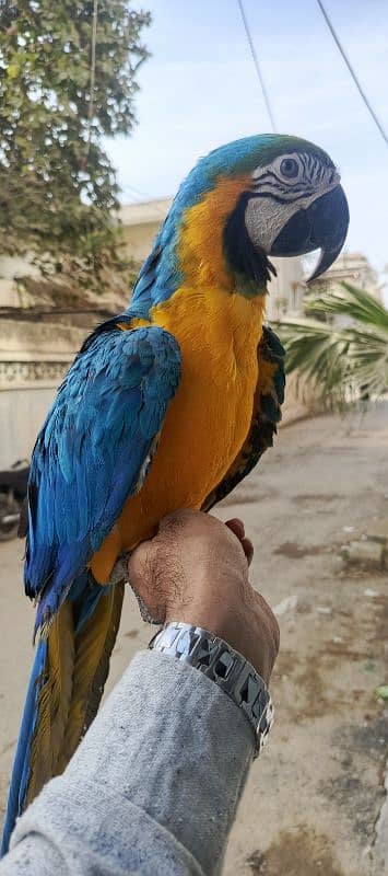 MACAW Blue n Gold TAME & talking  pair available 6