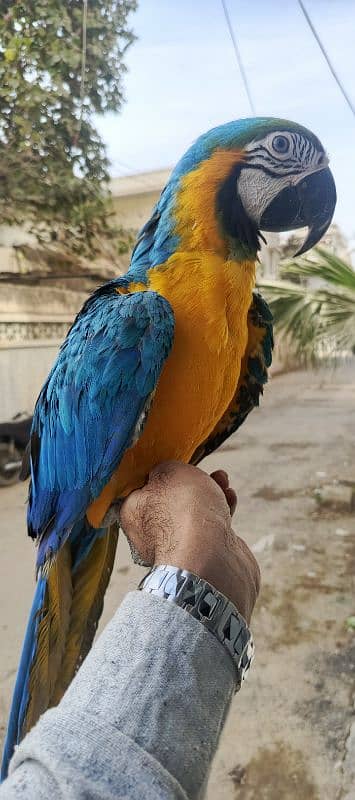 MACAW Blue n Gold TAME & talking  pair available 7