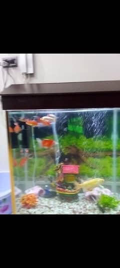 Olx aquarium best sale