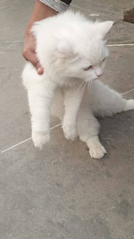 Persian Cat White Color 0