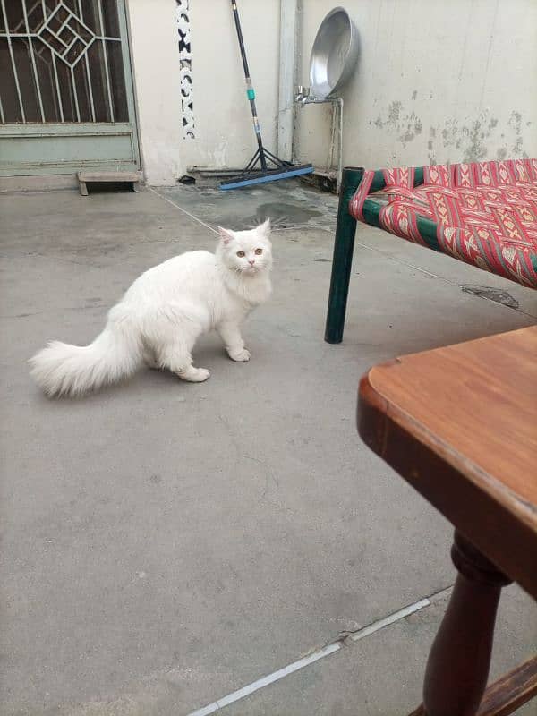 Persian Cat White Color 1