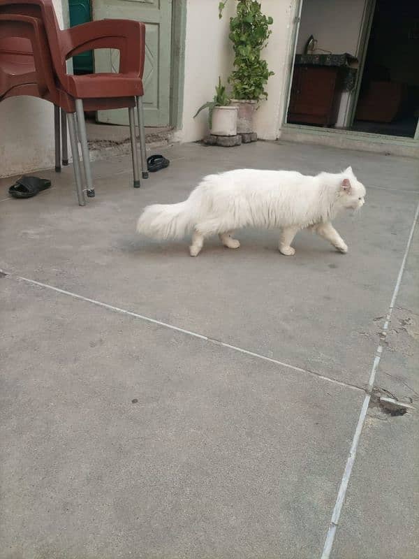 Persian Cat White Color 2