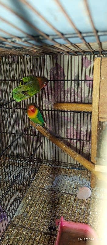 lovebirds 2