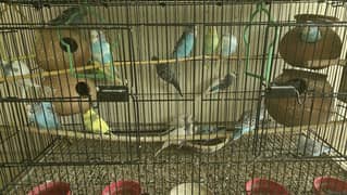 budgies for sale