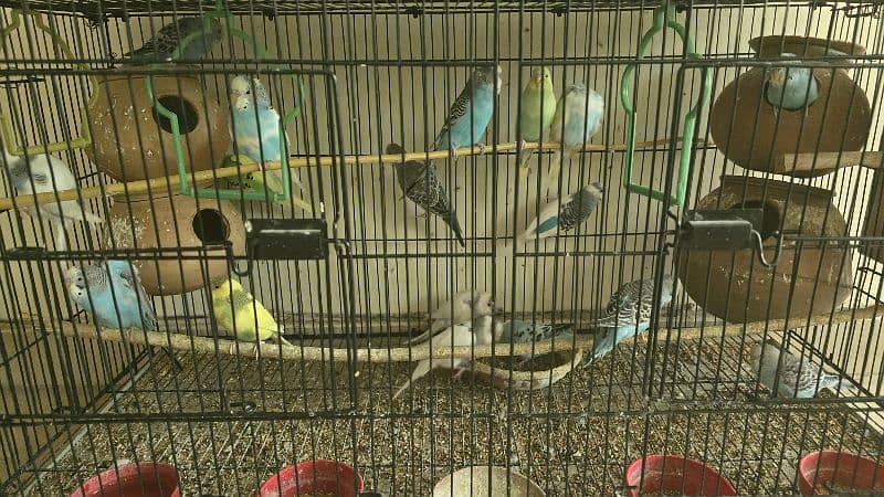 budgies for sale 0