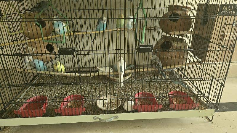 budgies for sale 1