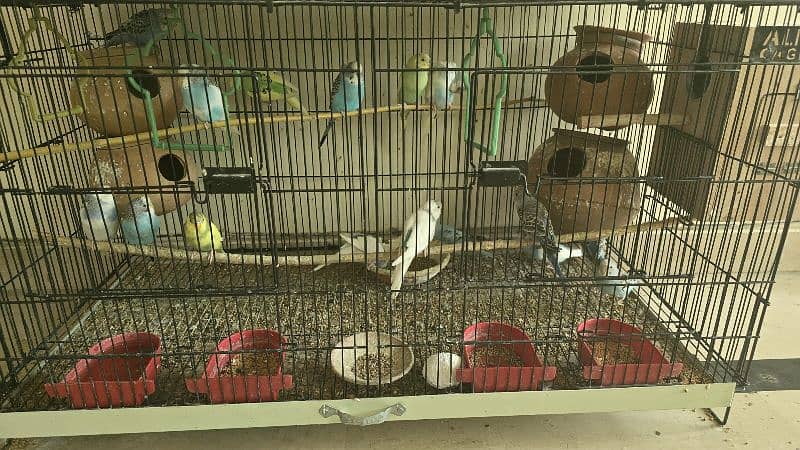 budgies for sale 2