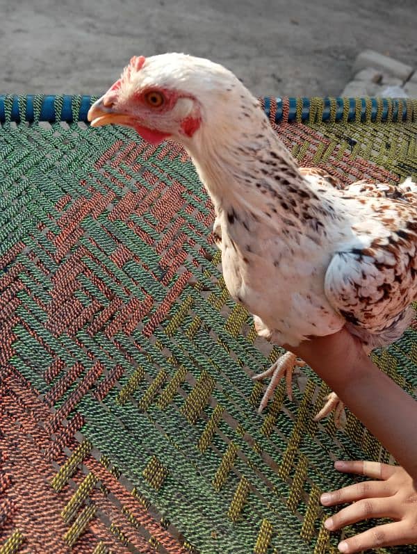 2 Misri Hens For sale 10