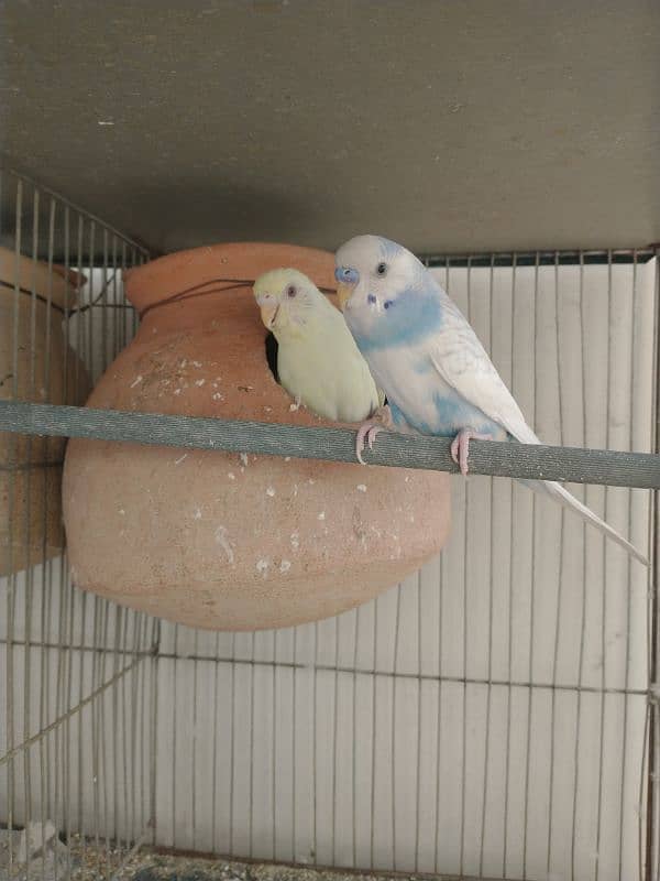 Budgies With Cage 4