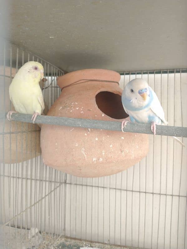 Budgies With Cage 5