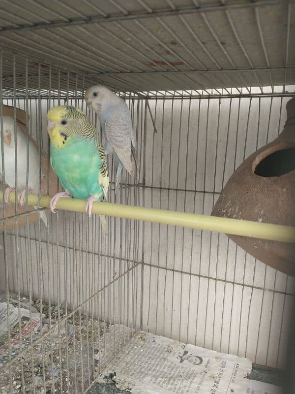 Budgies With Cage 6