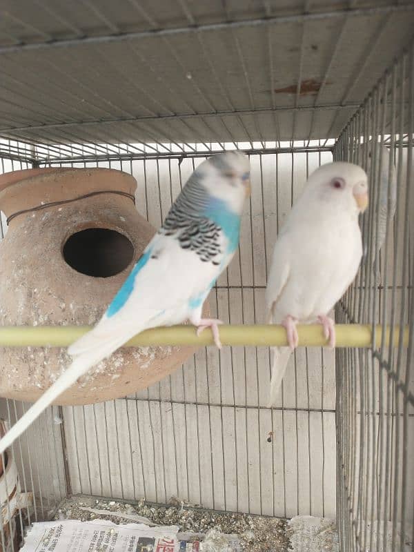 Budgies With Cage 7