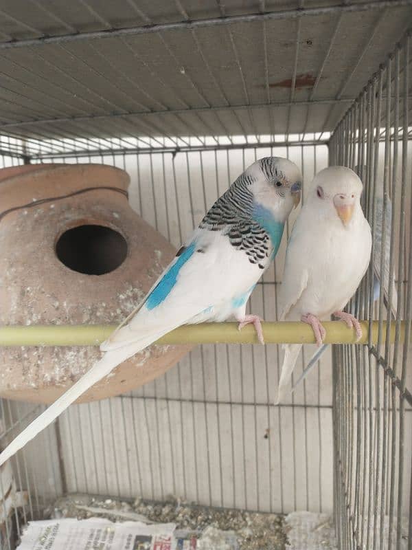 Budgies With Cage 8