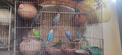 Australian Parrots For Sale.