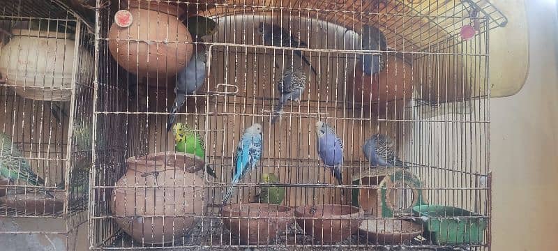 Australian Parrots For Sale. 1