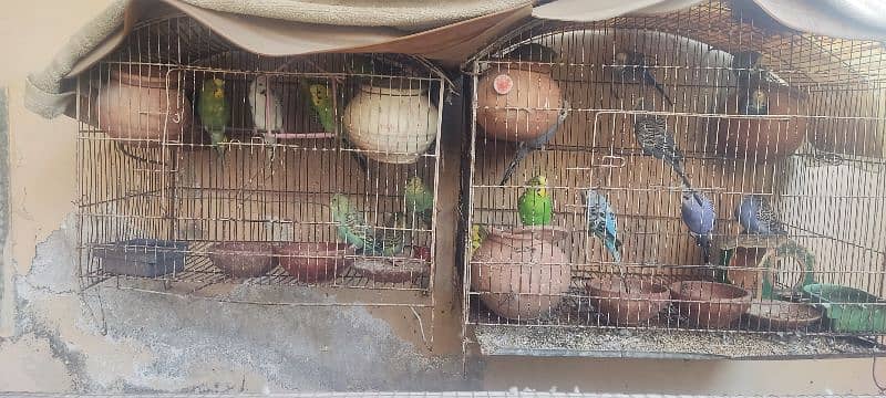 Australian Parrots For Sale. 2