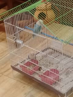 lovebird+cage