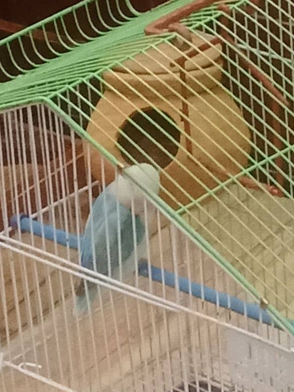 lovebird+cage 1