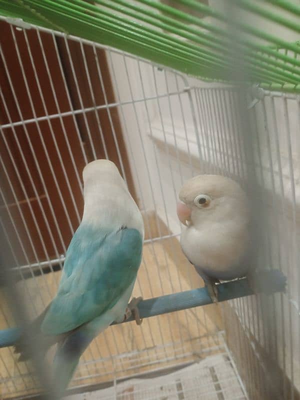 lovebird+cage 2