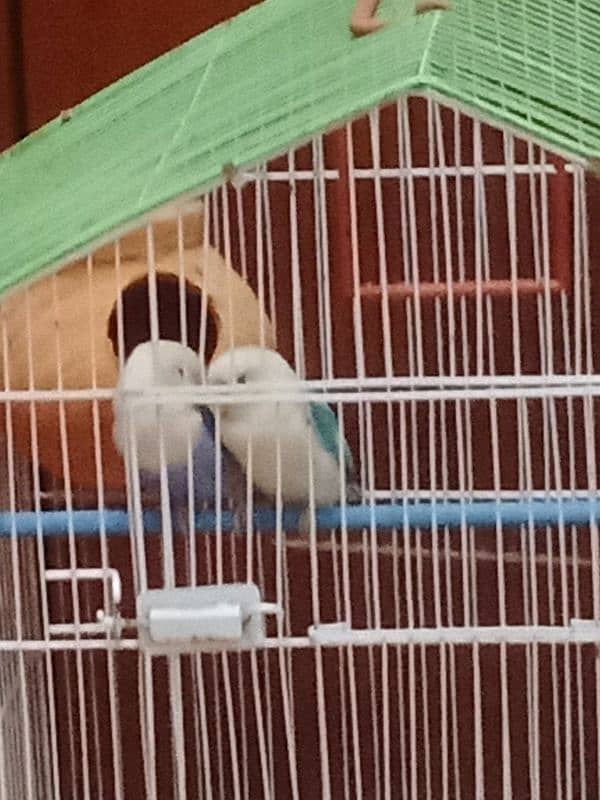 lovebird+cage 3