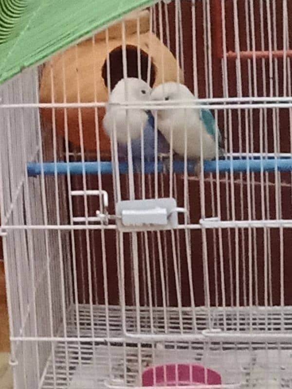 lovebird+cage 4