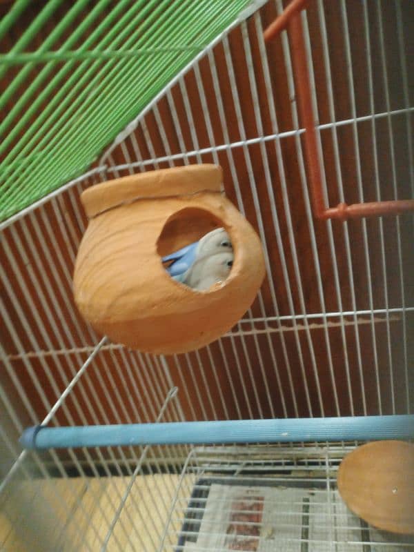 lovebird+cage 6