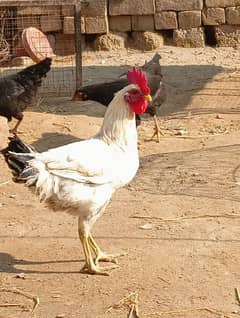 Desi and misri hens for sale