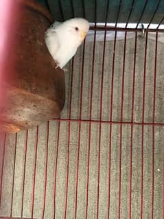 hogoromo single flower budgie for sale