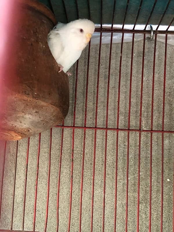 hogoromo single flower budgie for sale or exchange with love bird 1