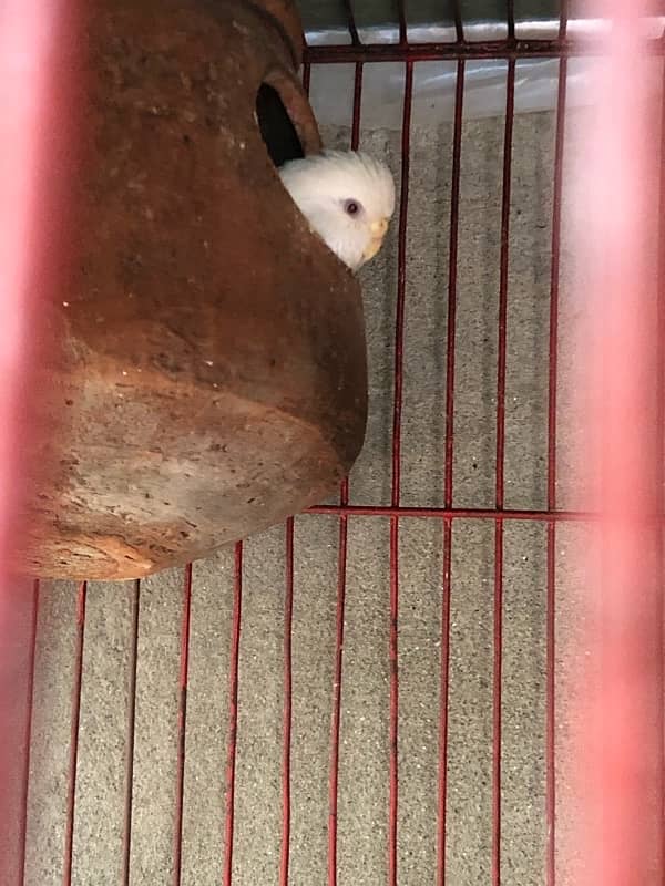 hogoromo single flower budgie for sale or exchange with love bird 2