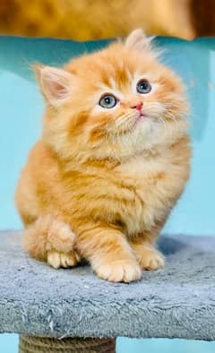 Persian ginger male kitten WhatsApp 03124188513