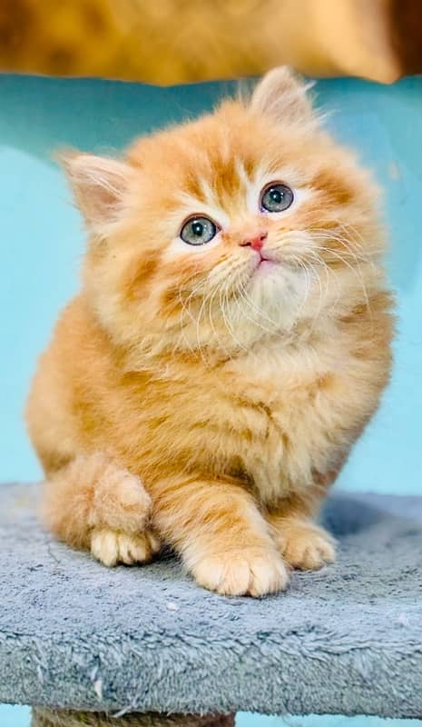 Persian Kittens | Punch Face | Kittens | ginger male | 03124188513 1